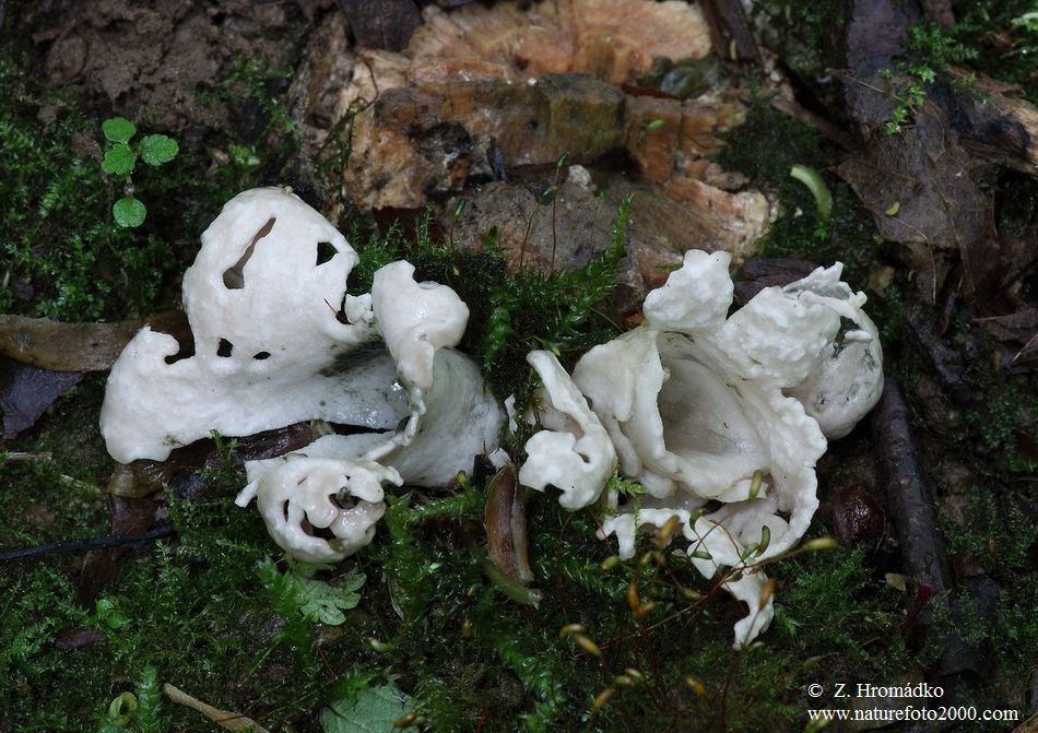 rozpuklec hruškovitý, Phallogaster saccatus, Morgan (Houby, Fungi)